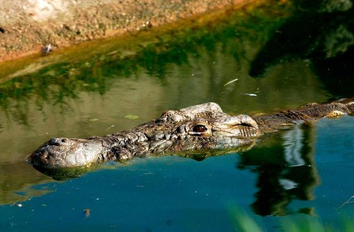 Zu den gefürchtetsten Tieren in Australien gehören unter anderem Krokodile. (Symbolbild) Foto: dpa