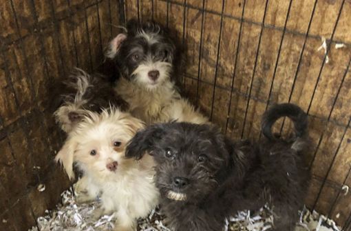 Diese Hunde aus einem Heim in Burlington County konnten gerettet werden. Bei der Inspektion eines Hauses im US-Staat New Jersey hat die Polizei 44 tote Hunde in Plastiktüten verpackt in Gefriertruhen entdeckt. Foto: Monmouth County SPCA