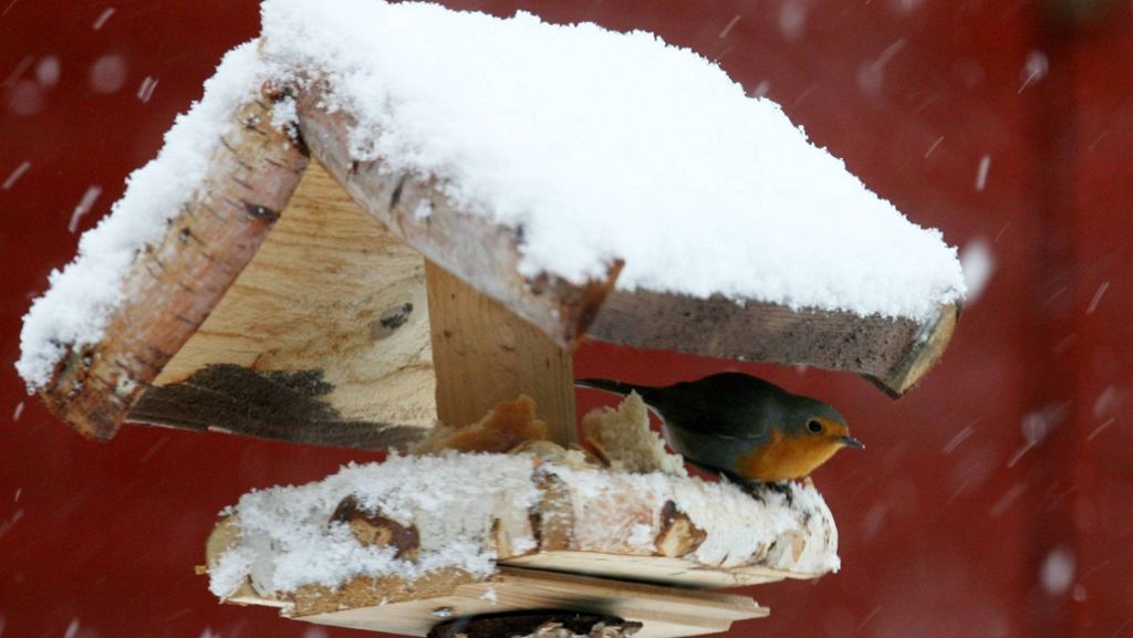  Tote Hose im Vogelhäuschen: Die Wintervögel machen sich rar in Gärten und Parks. Experten sind unsicher, ob die Bestände schrumpfen oder doch der milde Winter dafür verantwortlich ist. 