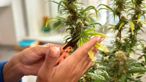 Cannabis - Stecklinge oder Pflanzen kaufen