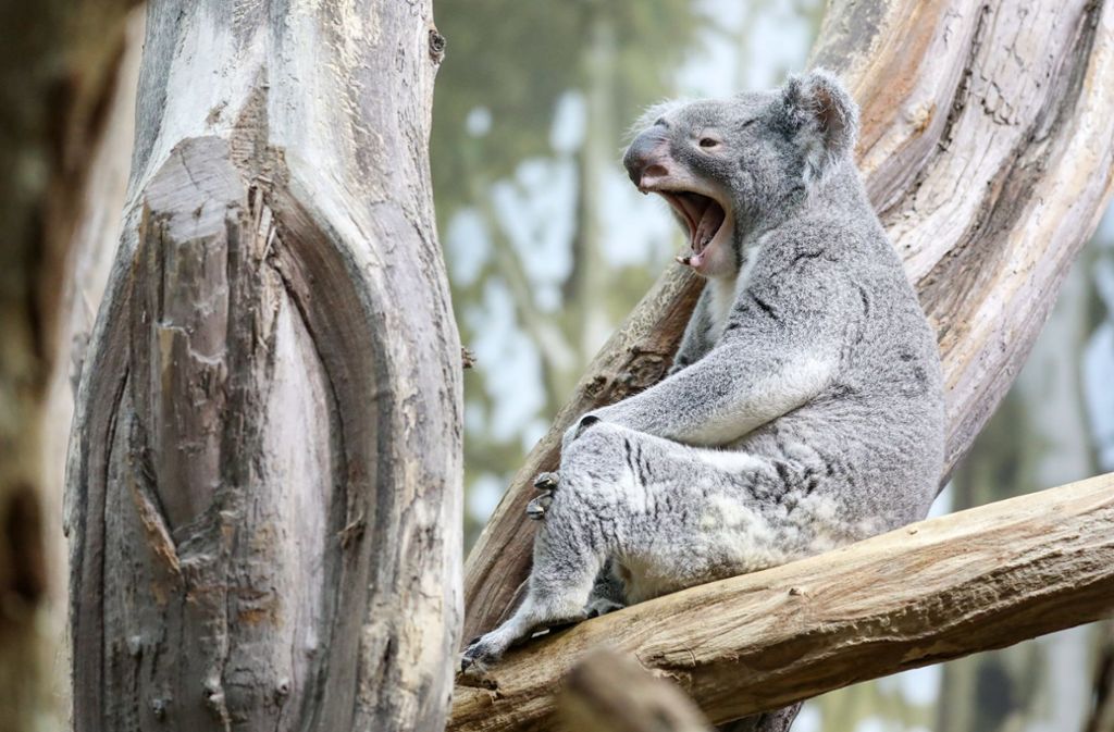 Der neue Koala soll sich im Leipziger Zoo einleben.