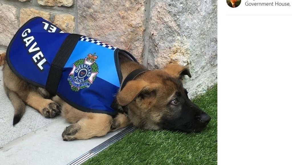 Queensland in Australien: Der Hund, der zu lieb für den Polizeidienst war