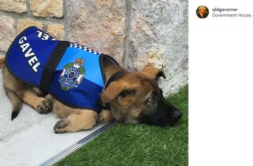 Der Schäferhund Gavel taugte leider nicht zum Dienst als Polizeihund. Foto: Instagram / @qldgovernor