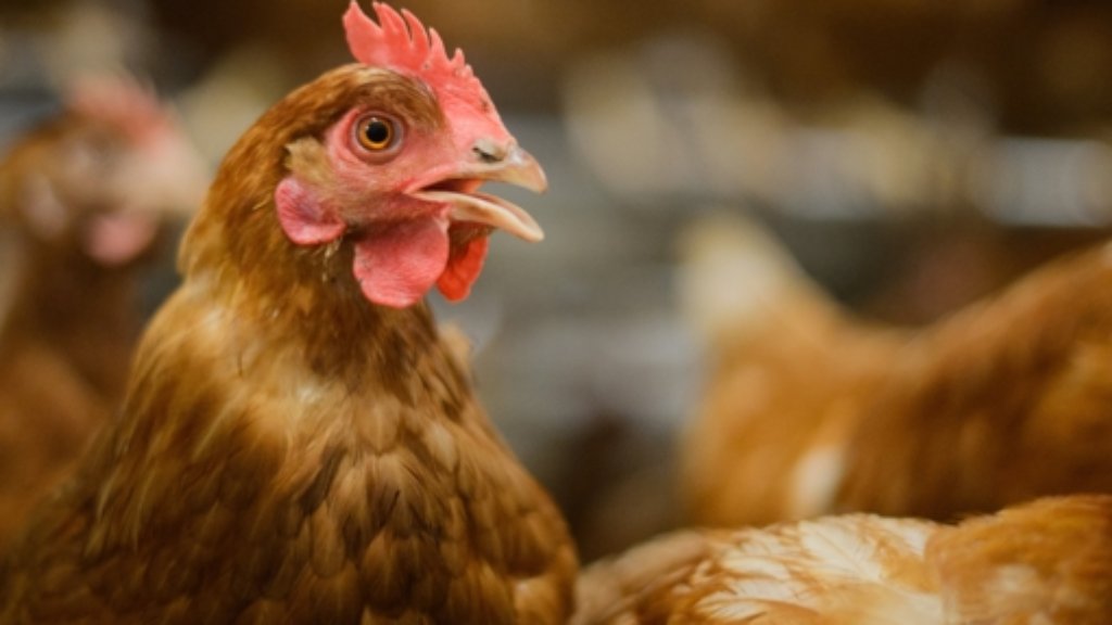  Im Stall eines privaten Hobby-Hühnerhalters ist ein totes Tier gefunden worden, das mit dem gefährlichen Vogelgrippe-Virus H5N8 infiziert war. Die ganze Zucht wurde getötet. 