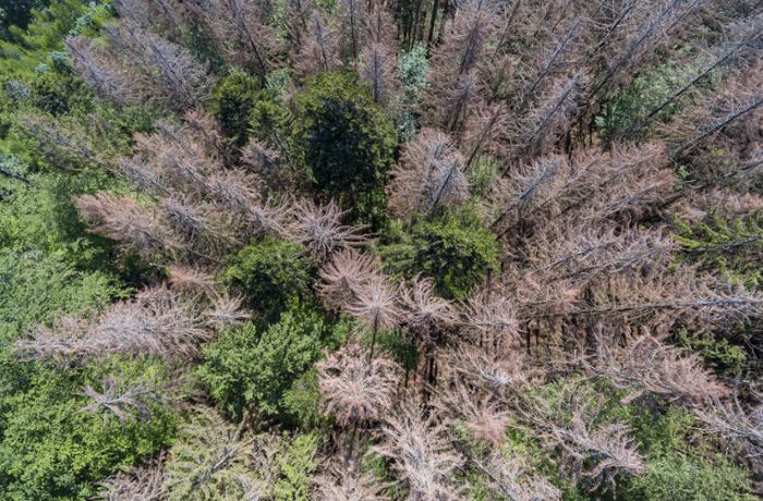 Waldzustand in Baden-Württemberg: Trockene Wälder, steigende Waldbrandgefahr