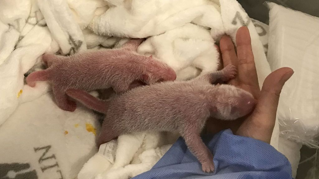 Panda-Babys im Berliner Zoo: Meng Meng bringt Zwillinge zur Welt