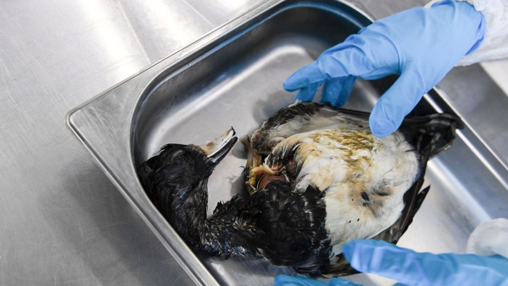  Am Bodensee greift eine gefährliche Vogelgrippe um sich – etliche Tiere sind bereits gestorben. Um noch Schlimmeres zu verhindern, müssen Betriebe nun ihr Geflügel im Stall einsperren. 