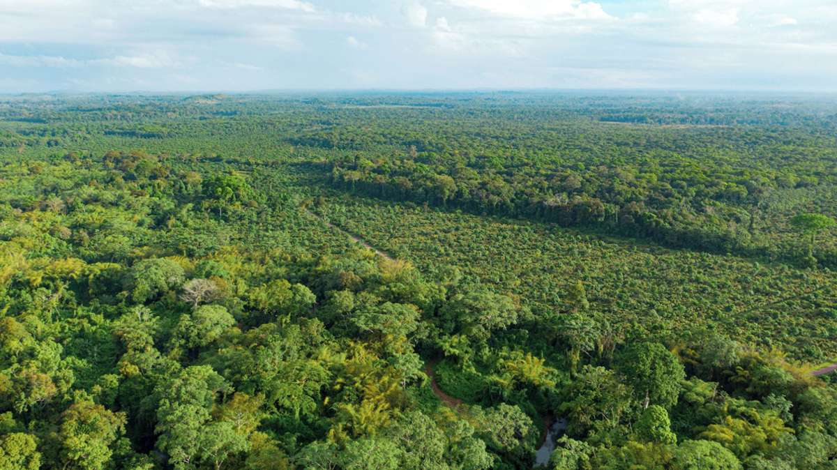 Die Plantage hat 2500 Hektar – davon ist knapp die Hälfte wieder aufgeforstet und naturbelassen. Auf der anderen Hälfte wird Kakao in Mischkulturen angebaut.