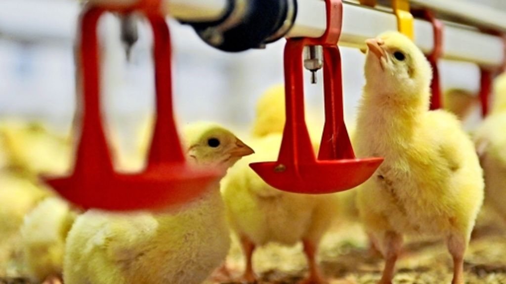 Niedersachsens Agrarminister: „Ja zum Tierschutzlabel“