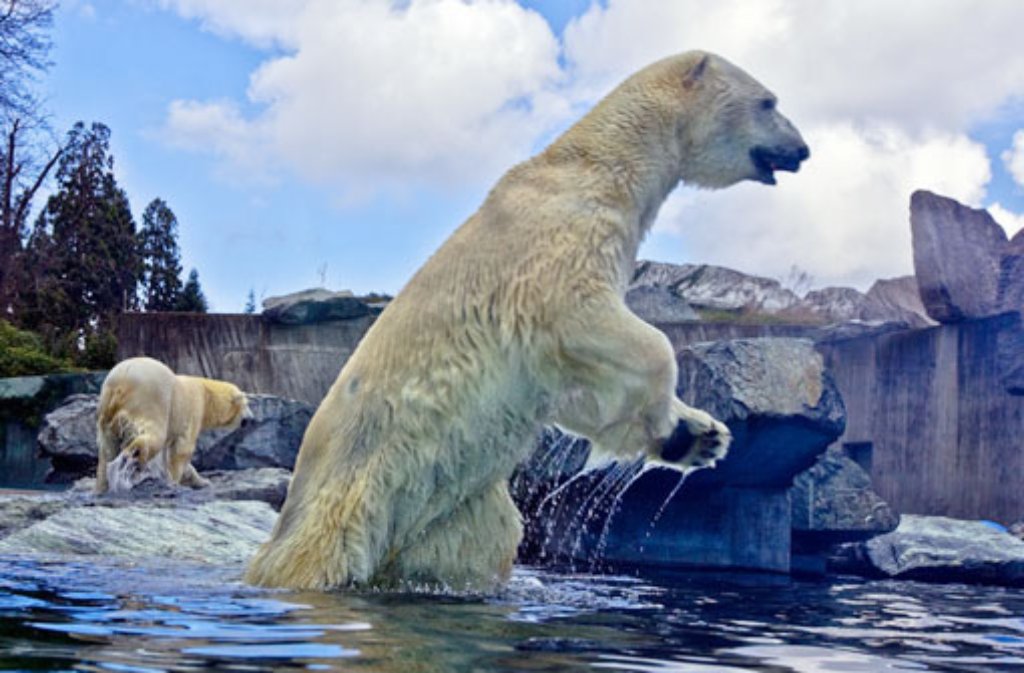 Das Stuttgarter Eisbärenpaar zehrt noch heute vom Hype um ihren längst ausgewanderten Sprössling Wilbär. Der vergnügt sich jetzt in Schweden und soll mit seiner Ewa zur Erhaltung der gefährdeten Art beitragen. Weniger Begeisterung ...