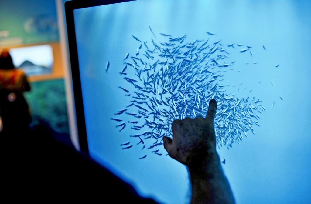 Experiment: Wie verhält sich ein Fischschwarm, wenn er von einem Räuber angegriffen wird?