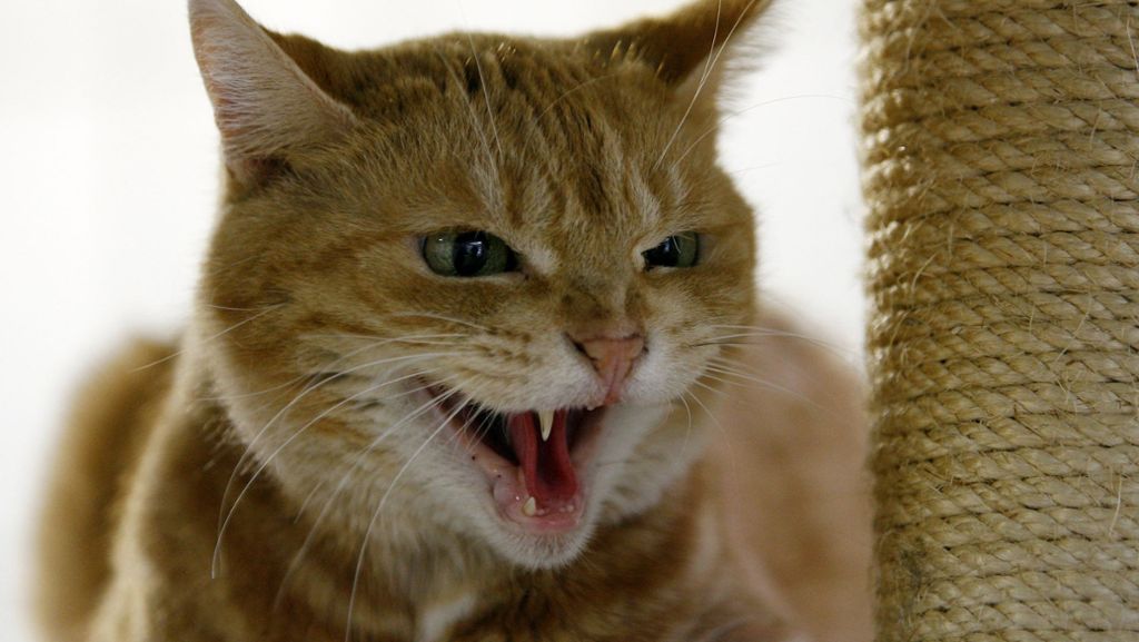 Biberach an der Riß: Katze verursacht schlimmen Unfall