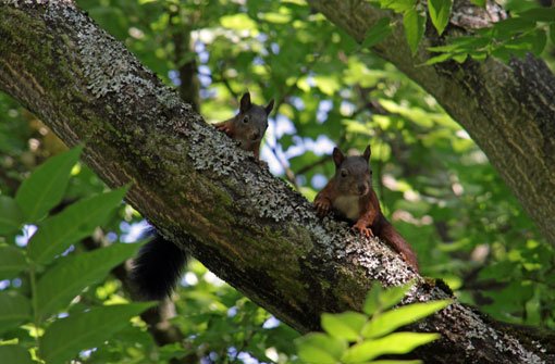 Die possierlichen Eichhörnchen gehören zu den bekanntesten Waldbewohnern. Foto: Leserfotograf: bdslucky48