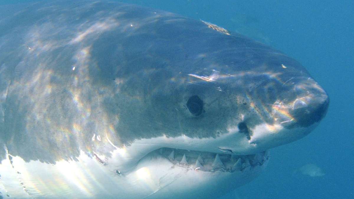 Angriff von Weißem Hai: Surfer verteidigt Frau – und prügelt auf riesigen Raubfisch ein