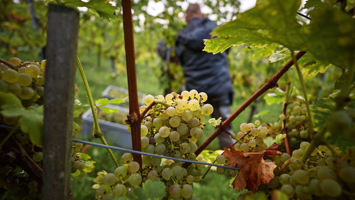 Die meisten Trauben sind im Keller und trotz großer Herausforderungen freuen sich die Weinmacher bisher über eine Ausbeute, die unter anderem frische und knackige Weißweine verspricht. 