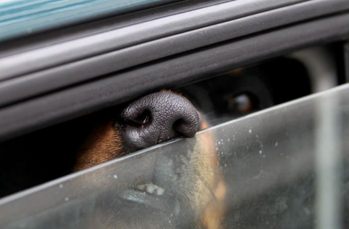 Mann geht ins Freibad und lässt Hund bei Hitze im Auto zurück