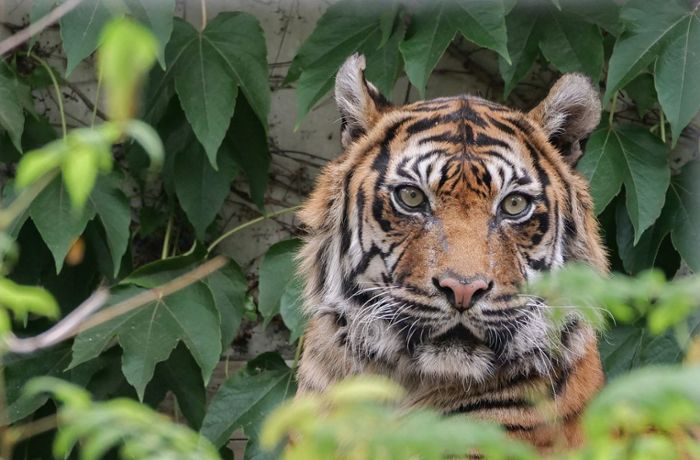 Zweitältester Sumatra-Tiger der Welt in der Wilhelma gestorben