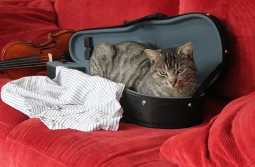 Katze Chica lässt sich auch gern an den verschiedensten Plätzen nieder. „Wir finden sie in Wäschekörben, auf Wäscheständern mit frischer Wäsche, oder wie hier im Geigenkasten“, schreibt ihre Dosenöffnerin Esther Heide.