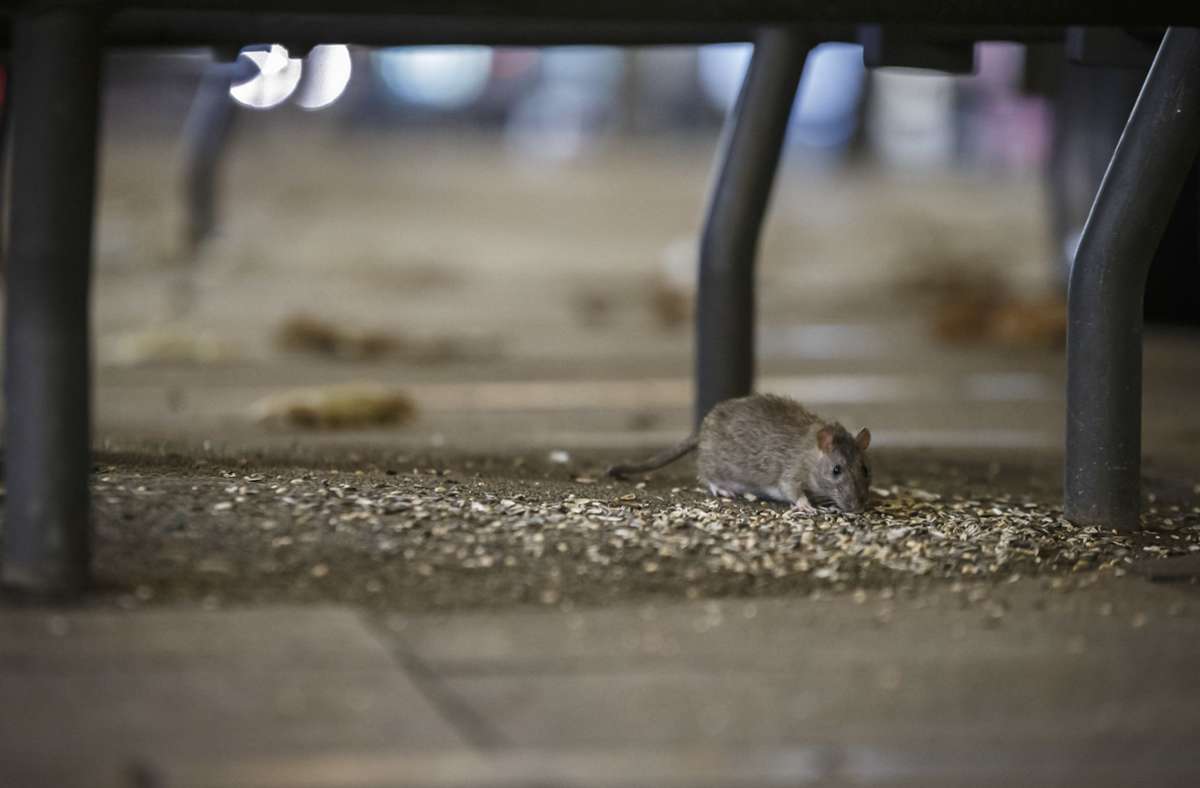 Eine Ratte auf der Königstraße
