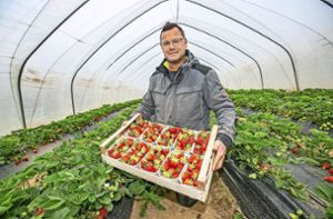Kaltstart für  Ernte von Spargel und Erdbeeren