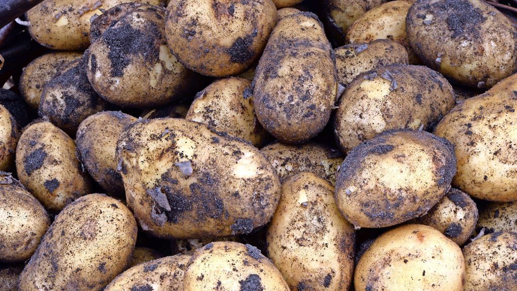 Stuttgart Bad-Cannstatt: Passanten mit rohen Kartoffeln beworfen