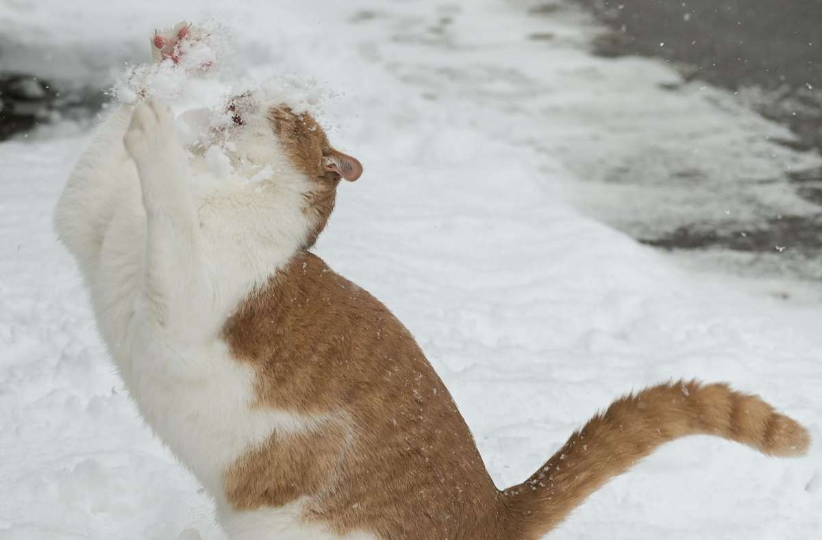 Diese Katze hier hat sichtlich Spaß im Schnee.