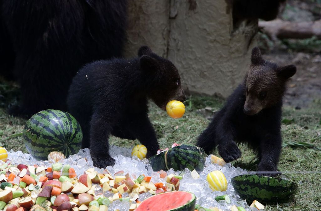 Für die jungen Bären sind die kühlen Leckereien ein gefundenes Fressen.