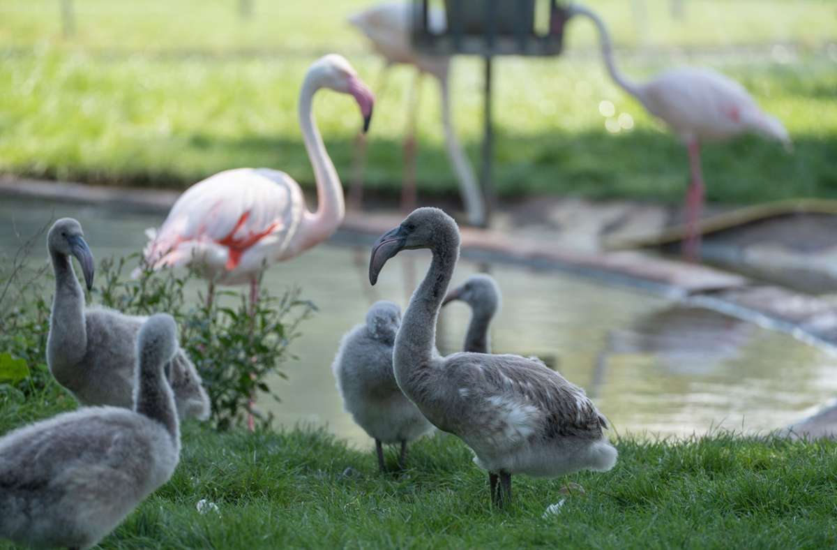 Die Flamingoküken sind noch grau. Sie sind in der Wilhelma geschlüpft.
