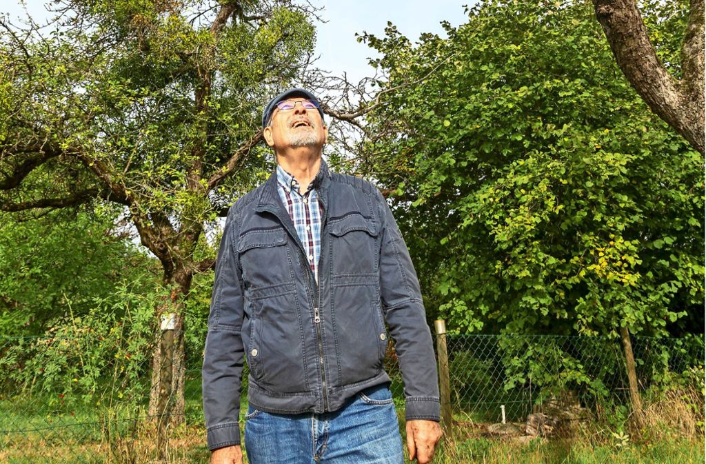 Der   Obstbaumexperte Walter Hartmann hat ein waches Auge auf die zunehmende Verbreitung der Misteln auf den Bäumen der  Streuobstwiesen. Foto: Thomas Krämer