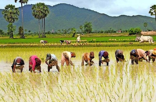 Mit  Geld aus Renningen konnte unter anderem ein Projekt für effektiveren Reisanbau in Kambodscha gefördert werden. Foto: Katholische Kirche Renningen
