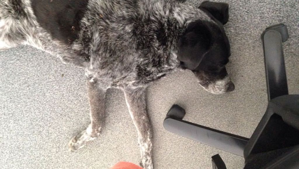 „Take your dog to work“-Day: Hunde – Die heimlichen Stars im Büro