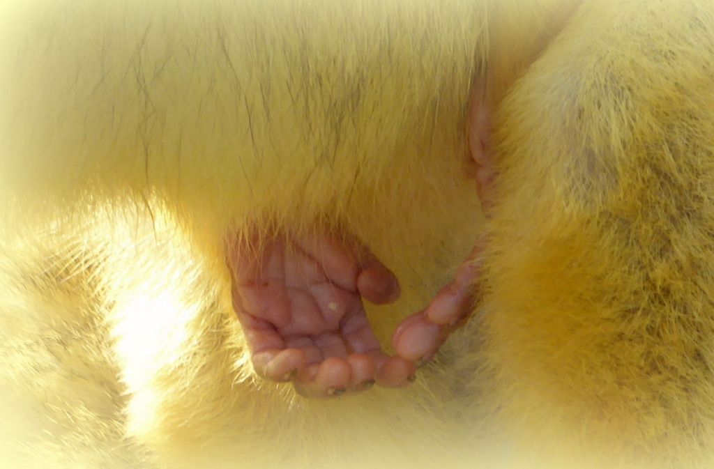 In der Stuttgarter Wilhelma kann man nicht nur große Tiere bestaunen, wie diese niedliche Detailaufnahme von den winzigen Händen eines kleinen Affen zeigt.