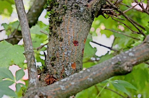 Für Laien sind die Spuren des Käfers kaum zu erkennen. Dieser Baum muss fallen. Foto: LTZ