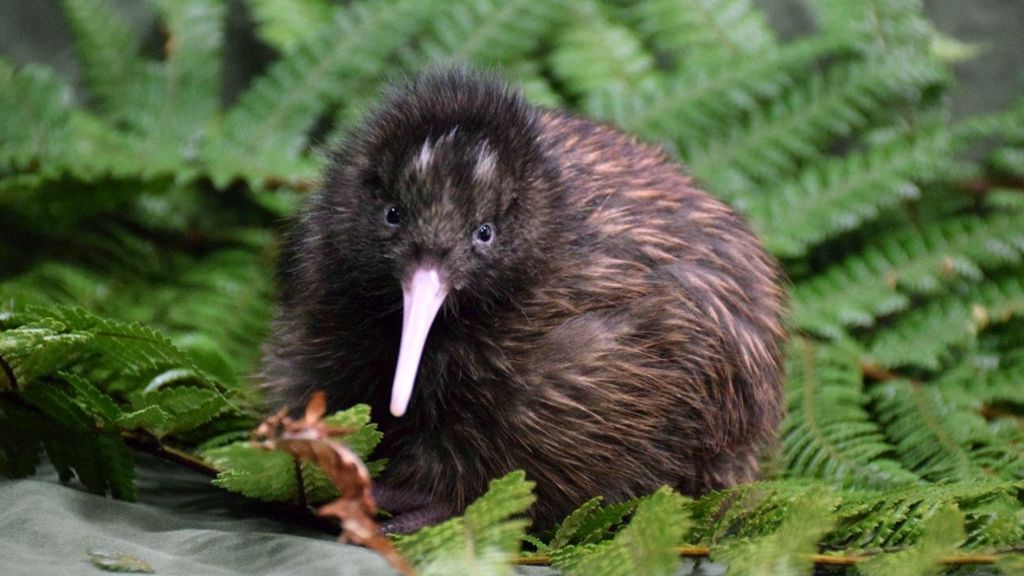 Neuseeland: Klebeband rettet seltenes Kiwi-Küken