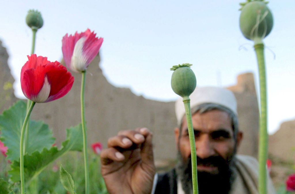 Auch in Afghanistan wird er massenhaft angebaut, allerdings größtenteils illegal für den internationalen Drogenmarkt.