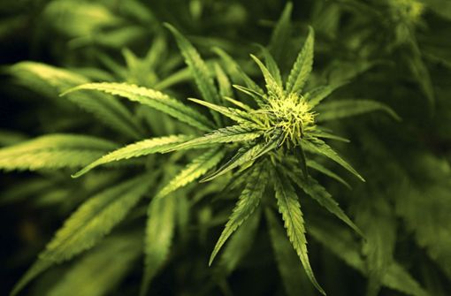 Der Cannabis Social Club will über die Pflanze und den Konsum  aufklären. Foto: picture alliance/dpa
