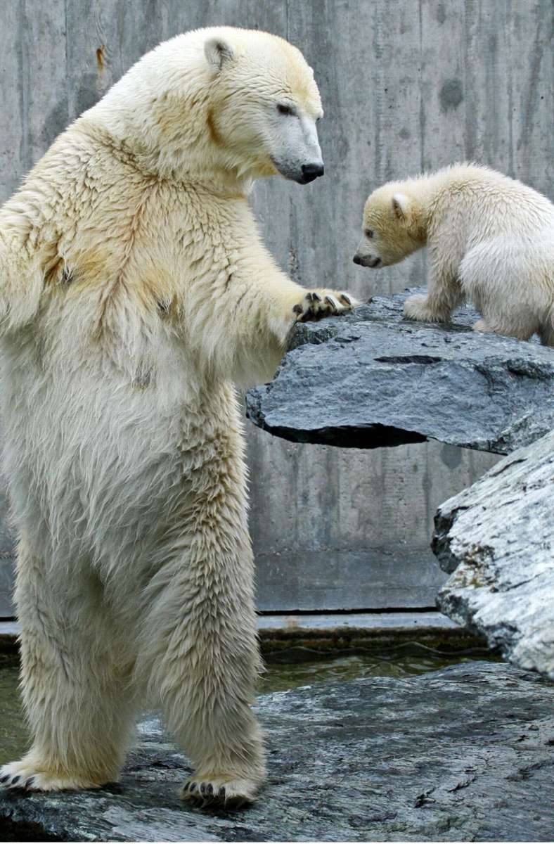Der damals etwa vier Monate alte Eisbär Wilbär 2008 mit seiner Mutter Corinna in der Stuttgarter Wilhelma.