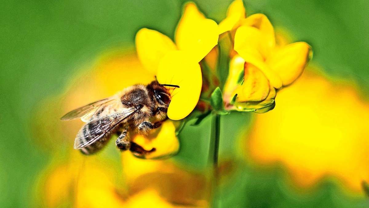 Mensch versus Umwelt: Die Biene ist nicht jedem überall willkommen