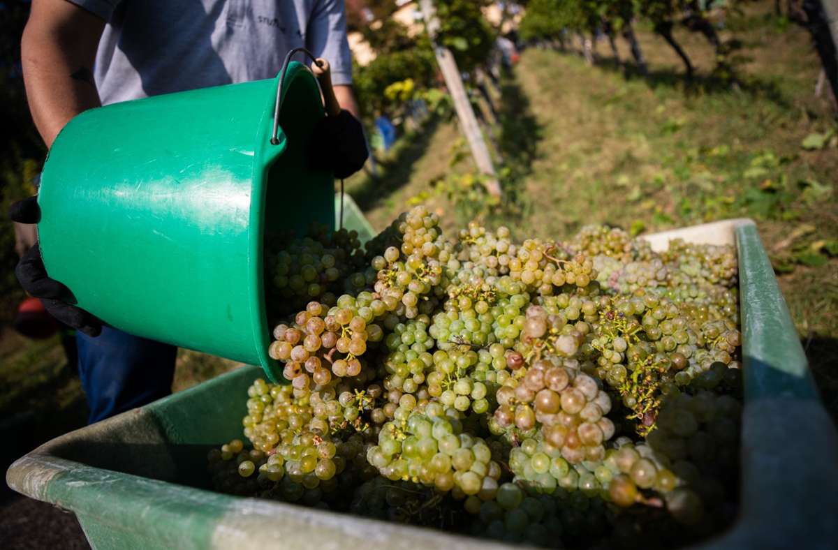 Das städtische Weingut ist seit 2020 Bioland zertifiziert, ...