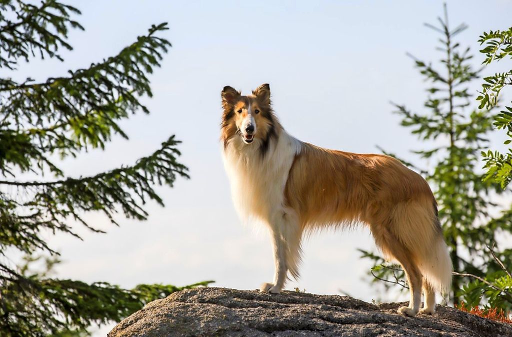 „Lassie“ Lassie dürfte wohl zu den berühmtesten Hunden der Filmbranche zählen. Sie hat sogar einen Stern auf dem Walk of Fame in Hollywood. Kein Wunder, wurde ihre Geschichte doch unzählige Male verfilmt, fürs Kino ebenso wie fürs Fernsehen. Die „Lassie“-Serie, von 1954 bis 1973 in Kalifornien gedreht, erlangte Kultstatus. Nun kehrt die Collie-Hündin wieder auf die Leinwand zurück. In „Lassie - Eine abenteuerliche Reise“ durchquert sie Deutschland auf der Suche nach ihrem Herrchen, dem zwölf Jahre alten Flo. Die deutsche Produktion von Regisseur Hanno Olderdissen ist prominent besetzt mit Darstellern wie Anna Maria Mühe, Sebastian Bezzel und Justus von Dohnányi.