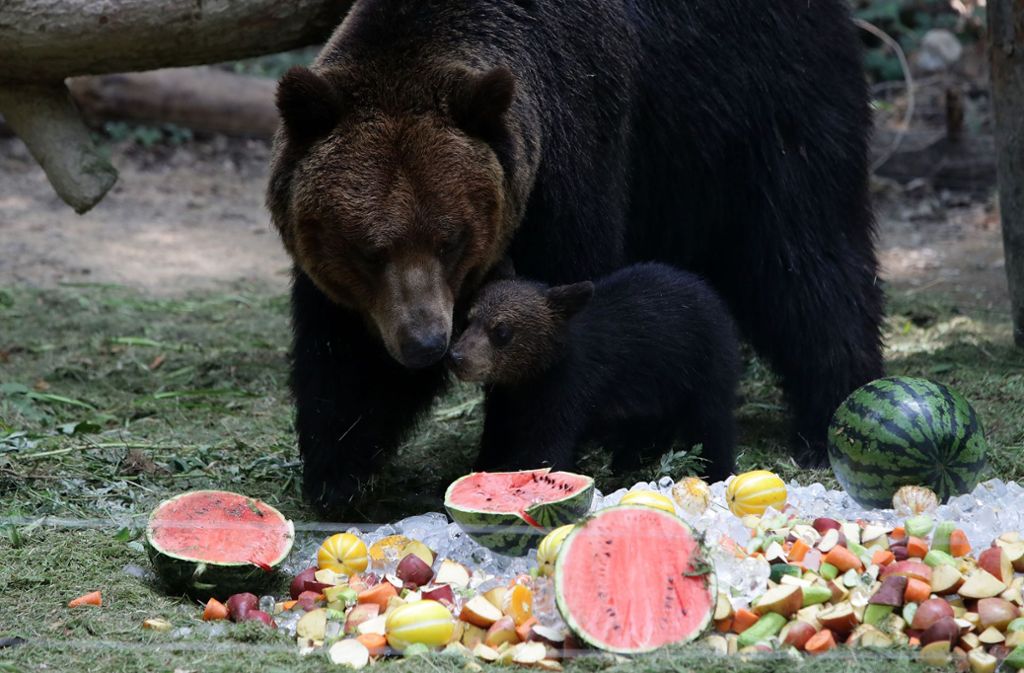 Die Braunbären haben einen dicken Pelz: Die Mutter und ihr Junges werden von ihren Pflegern mit eingefrorenen Früchten entschädigt.