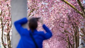 Bonner Kirschblüte könnte zu Ostern erstrahlen
