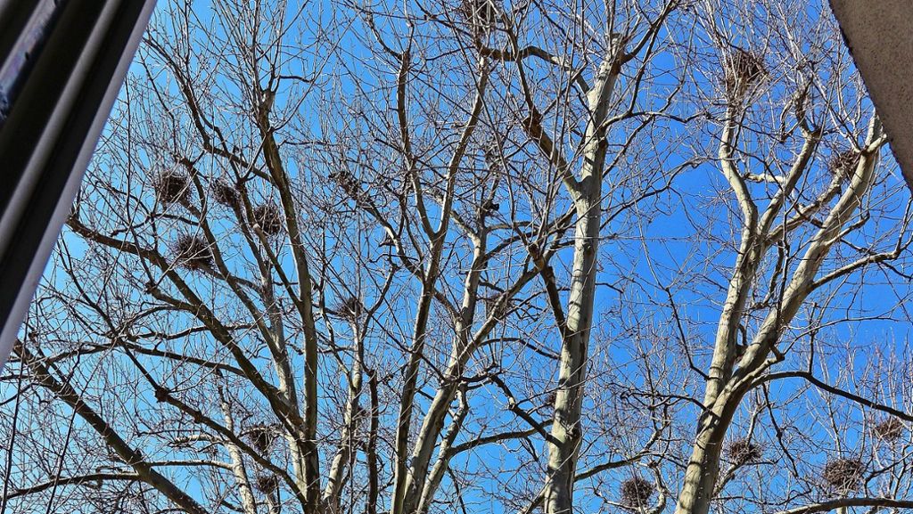 Vogelschar in Ludwigsburg: Vom Glück der klugen Krähen