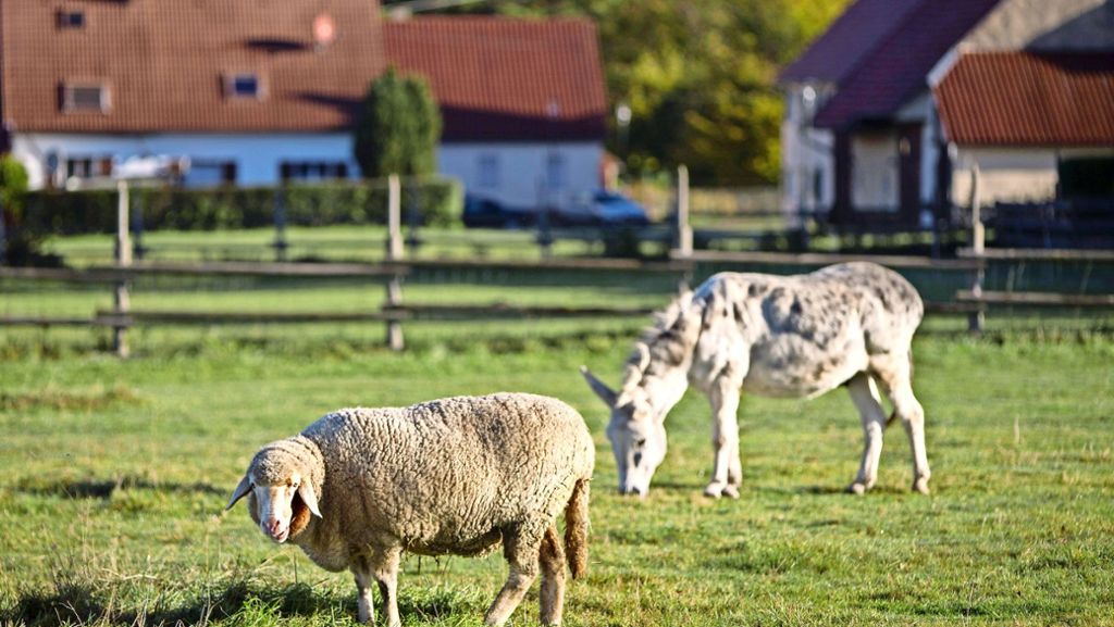 Tierhaltung beim Otto-Hoffmeister-Haus in Lenningen: Eselin Elisabeth kann weiter grasen