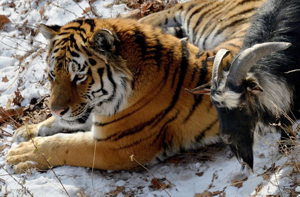 Der Tiger Amur und Ziegenbock Timur, der als sein Futter dienen sollte, waren in einem russischen Zoo eine Zeit lang unzertrennlich.