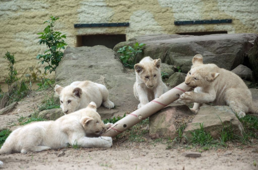 Die kleinen Löwen freuen sich über ihr neues Spielzeug.