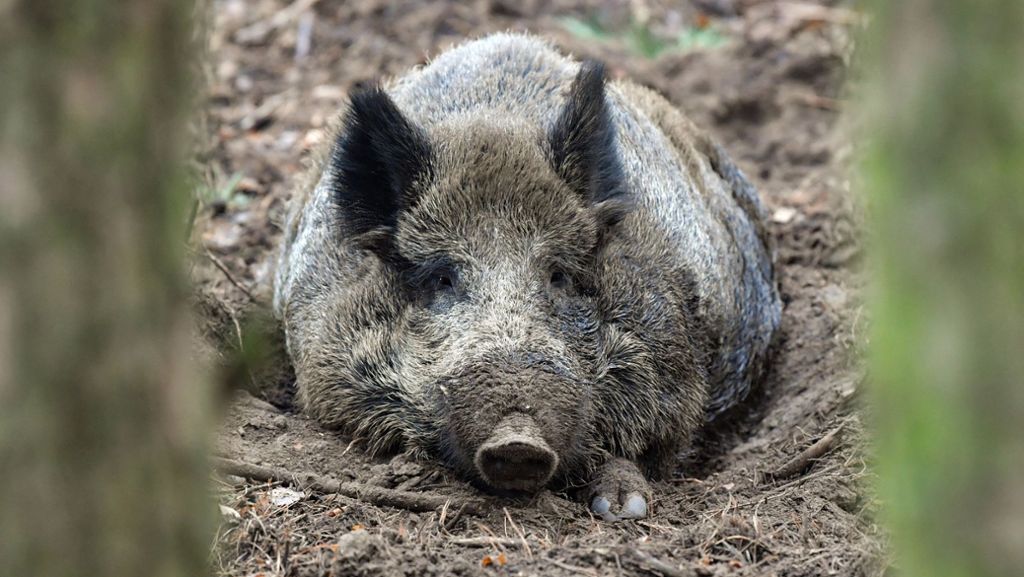 Heubach im Ostalbkreis: Illegaler Jäger hinterlässt Haut und Kopf eines Wildschweines