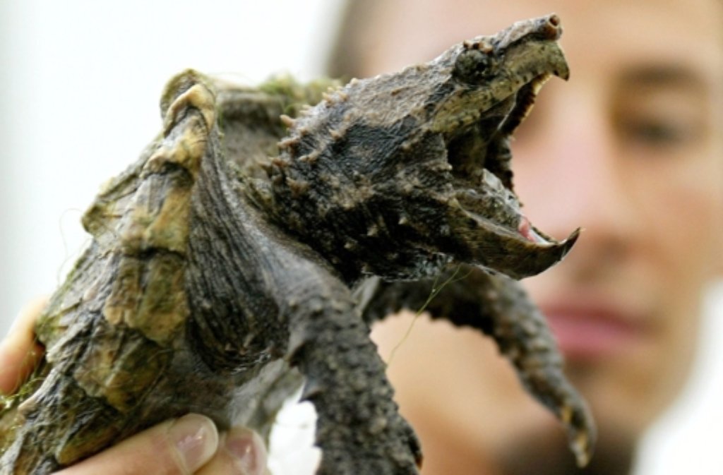 Wer von Schnappschildkröten hört, denkt unweigerlich an "Lotti" im bayrischen Irsee. Sie soll 2013 einem achtjährigen Jungen mit einem Biss die Achillessehne durchtrennt haben.