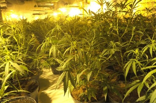 Eine ganze Cannabisplantage entdeckt die Polizei am Samstag in einer Wohnung in Stuttgart-Süd. Foto: dpa / Symbolbild