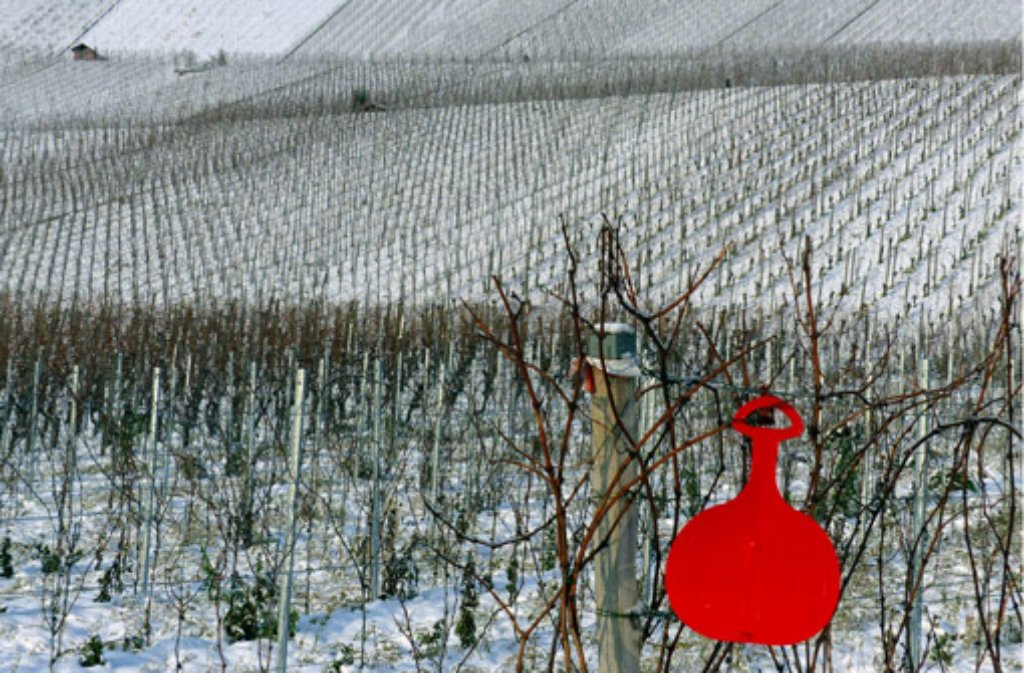 Ein roter Schneeflitzer wartet an einem Rebstock auf seinen Einsatz.